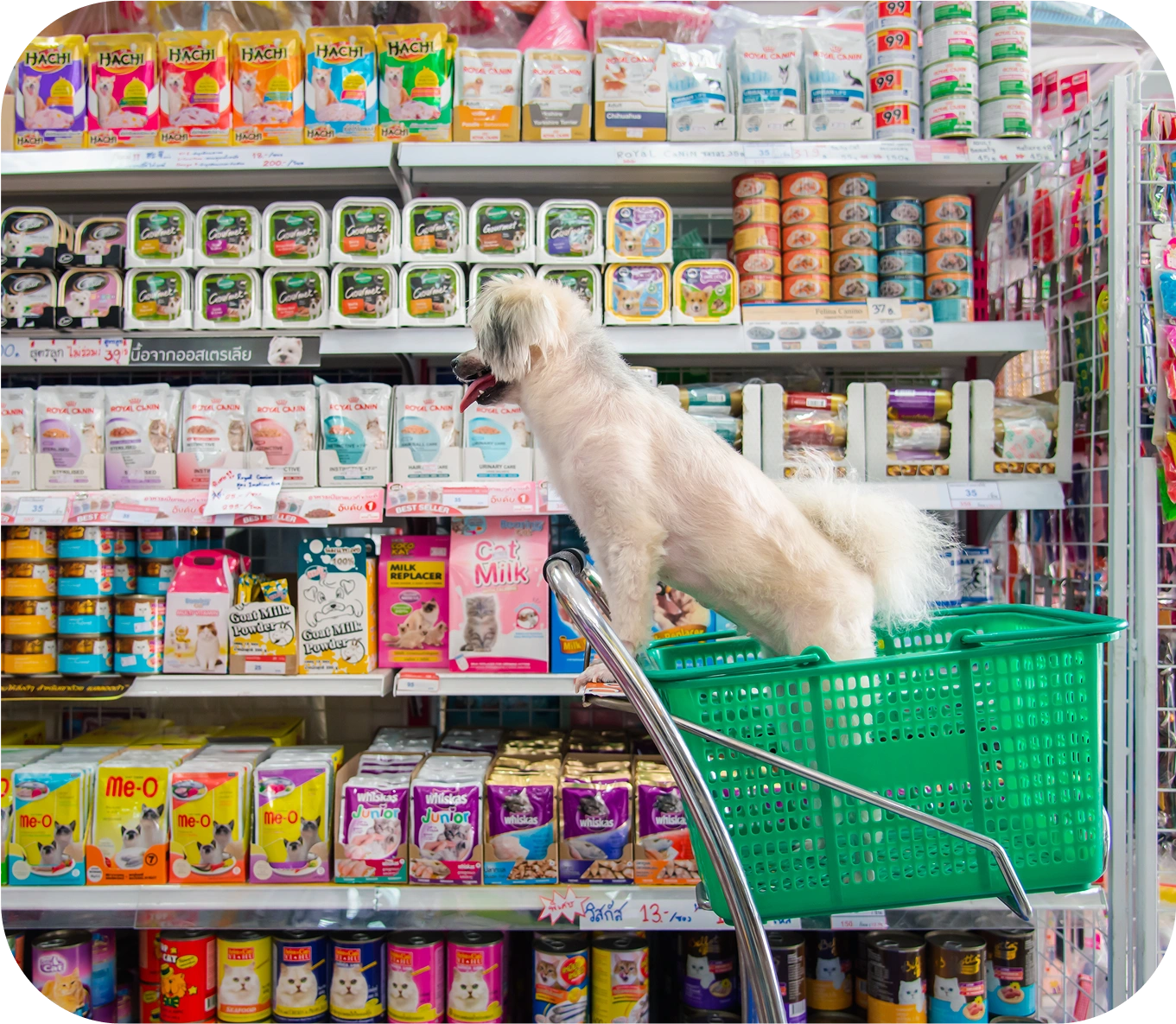 Never run out of pet essentials